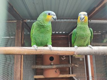 Amazonan Venezuelský - 3