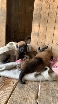 Belgický Ovčiak Malinois - 3