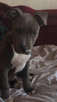 Predám šteniatko - 3