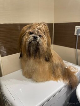 Shih-tzu S PP (Ši cu, shih tzu) - 3
