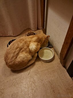 Darujem kocurika - 3