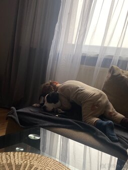 Stafford šteniatko - 3