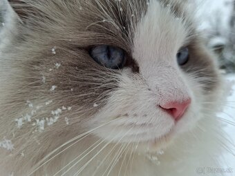 Ragdoll na krytie - 3