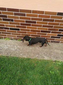 Krytie jazvečíka - 3