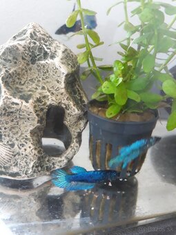 Predam bojovnica betta - 3