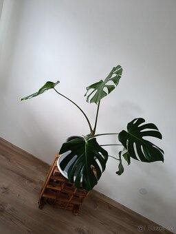 Monstera - 3