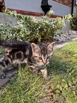 🐾 Rozkošné mačiatko – hľadá nový domov 🐱💛 - 3