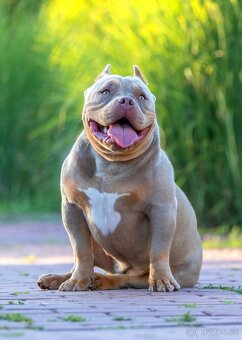 American Bully - 3