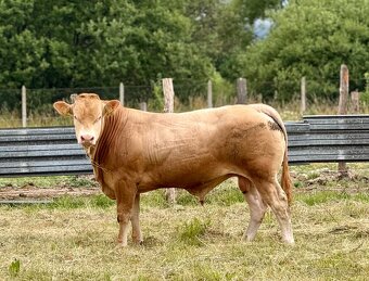 Plemenné býky Blonde d’Aquitaine - 3
