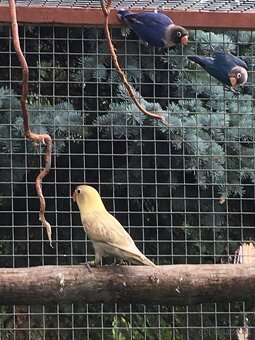 Agapornis škraboškový - 3