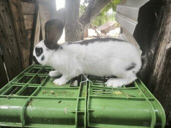 Nemecký obrovity strakac - 3