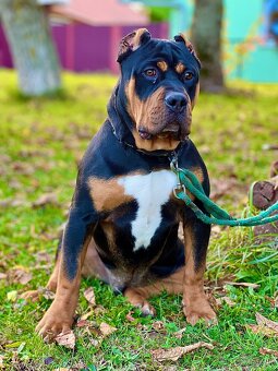 American bully xl/xxl - 3