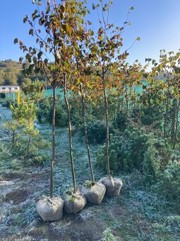 Tuja smaragd oktober / november dovoz cela SR - 3