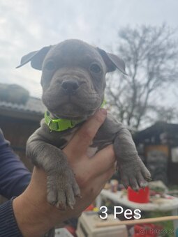 American bully pocket - 3