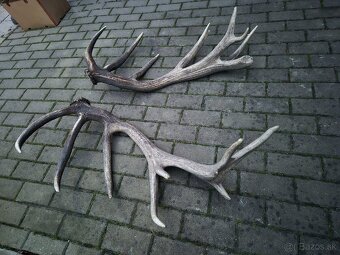 Trofej trofeje paroh parohy parozie zhody - 3