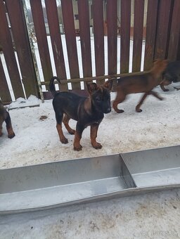 Steniatko nemecký ovčiak - 3