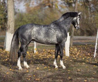 krásne vyzerajúci jazdecký kôň - 3