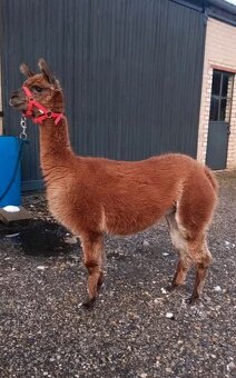 Alpaka -samica - 3