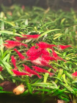 Predám krevetky - 3