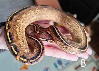 Pytón kráľovský/ Python regius - 3