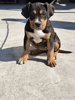 American bully - 3