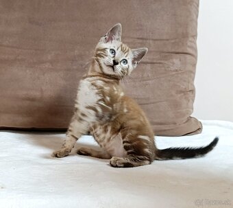 Sepia marbeld bengal - 3