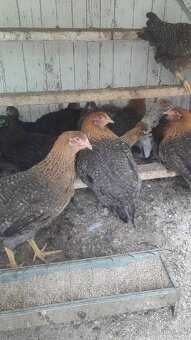 Predám bielefelt 14 týždňové sliepocky plus kohútiky. - 3
