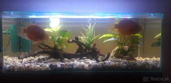 Akvarium - 3