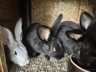 Králiky - 3