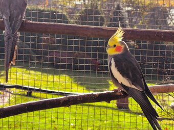 korely výstavný typ - 3