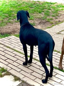 Louisianský leopardí pes - šteniatka s PP - 3