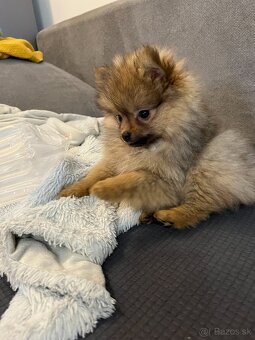 Pomeranian - 3