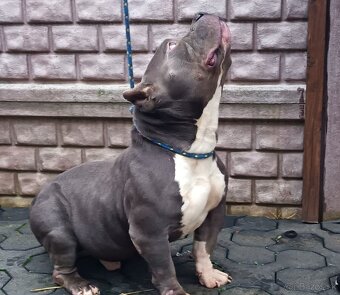 American bully pocket - 3