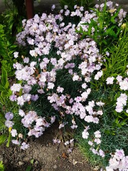 Klinček fialový voňavý - 3