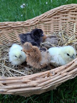 Hodvábnička-kuriatka - 3