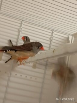 Zebrička timorská - 3