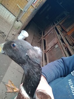 Indický bezec chocholaty. Káčer Indicke bezce. - 3