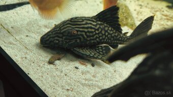 Panaque SP Spotted L330 - 3