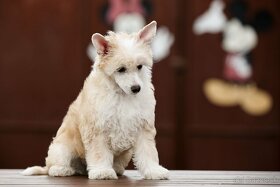 Čínsky chocholatý pes - šteniatka - 3