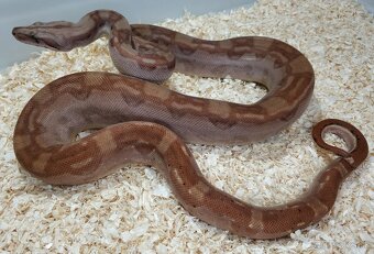 Boa imperator - Keltic VPI Sunglow, Aztec VPI Sunglow - 3