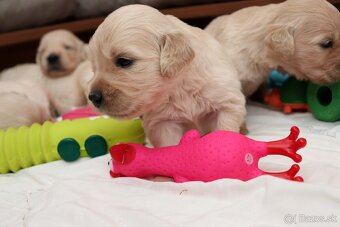 Zlatý retriever/ Golden retriever - 3