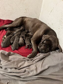 Šteniatka Cane Corso - 3