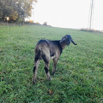 Mohutný podielový AN capko - 3