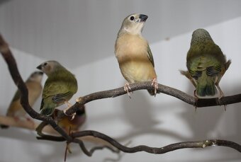 Amadina guldová červenohlavá - 3