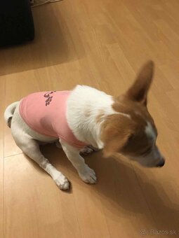 Darujem Jack Russel - 3