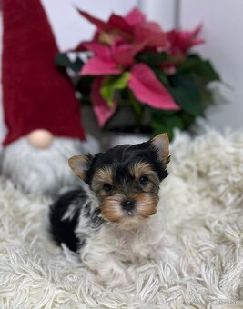 Yorkshirsky teriér biewer - 3