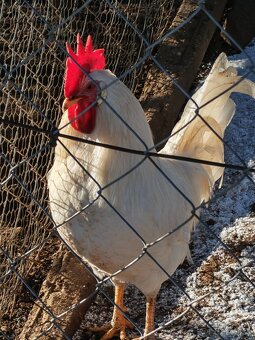 Predám kohútov - 3