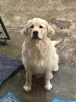 Krytie Zlatého retrievera - 3