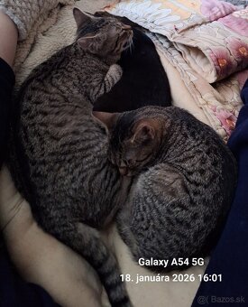 darujem mačky - 3