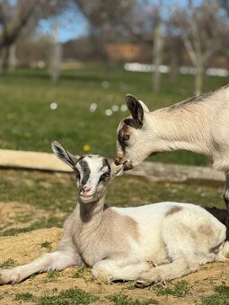 Predám kozliatka - 3